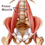 psoas_muscle_for_web